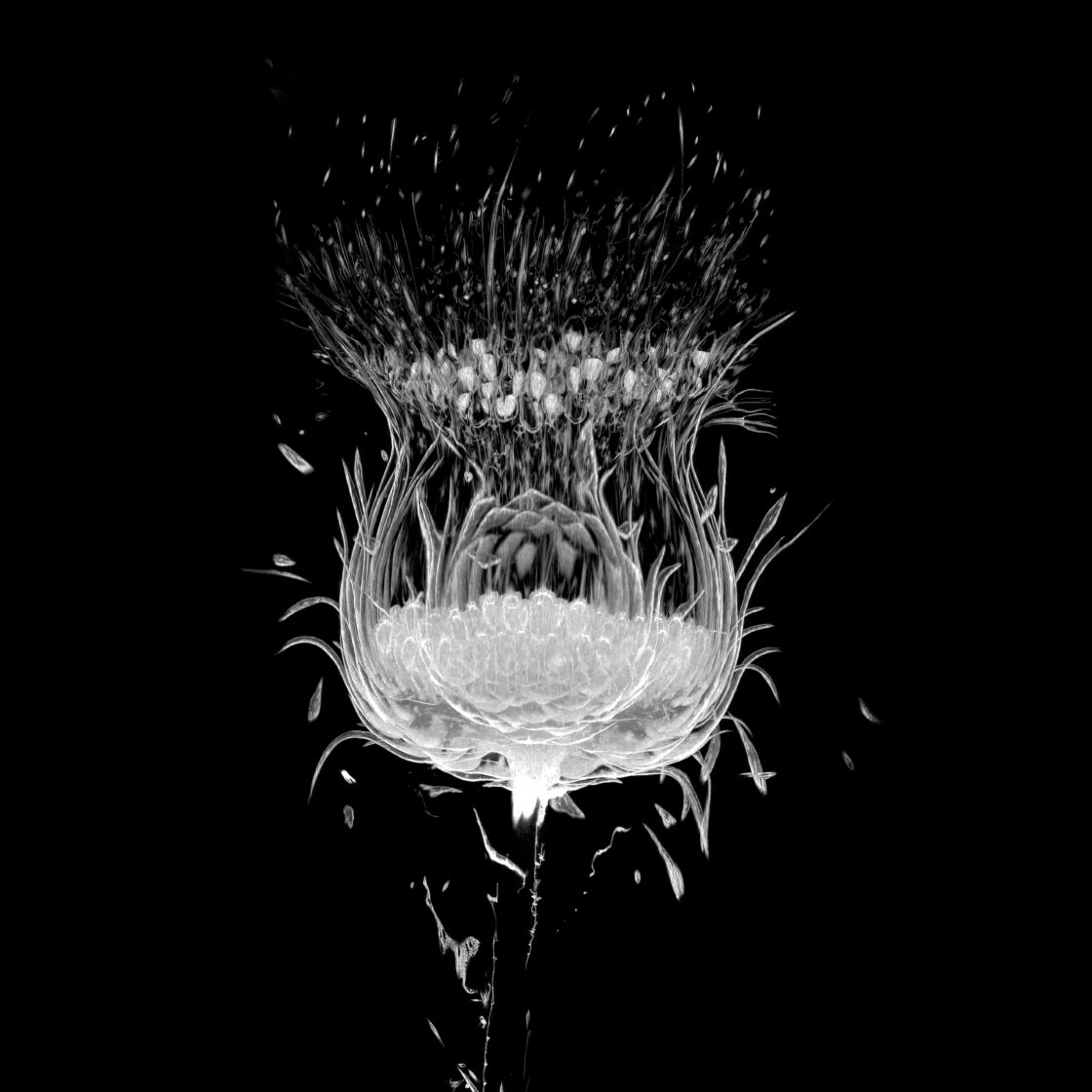 The Secret Life of Thistles