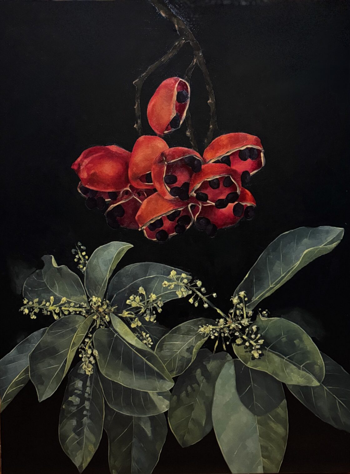 Native Peanut Tree